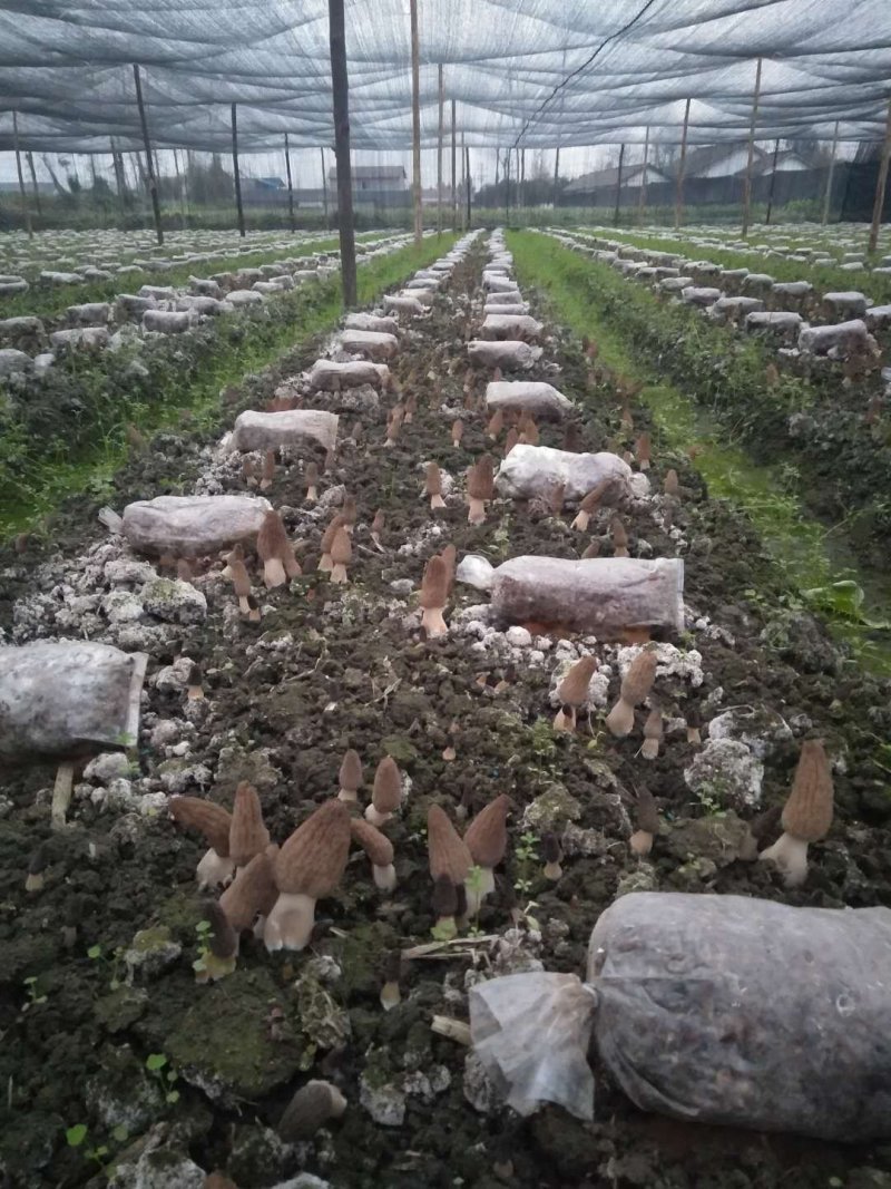 新鲜羊肚菌一公斤顺丰包邮欢迎代理一件代发新鲜菌菇
