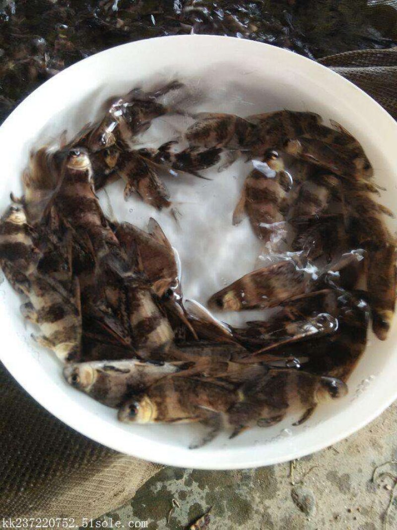 草鱼，提供技朮指导免费规划鱼塘，云，贵，川均可送货上门