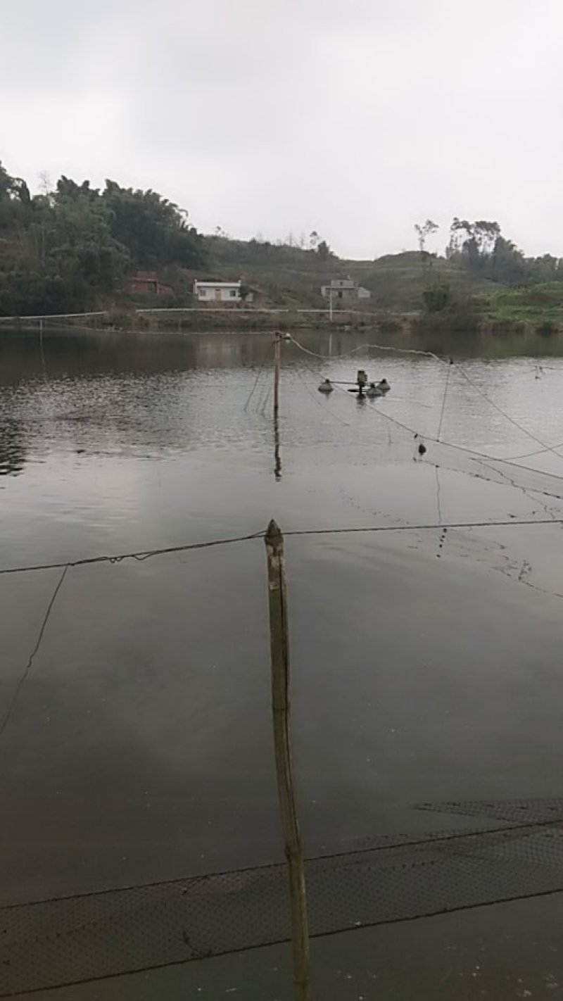 ，青鱼，抗病毒生长快，欢迊来电咨询，云，贵，川包送