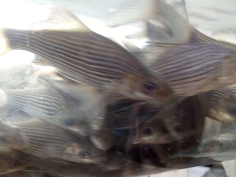 青鱼，各种规格应有尽有！，量大从优，欢迎你的来电咨询和参