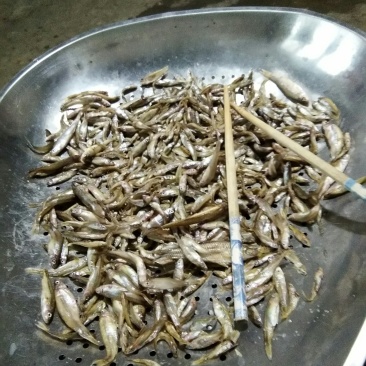 麦惠鱼鱼干