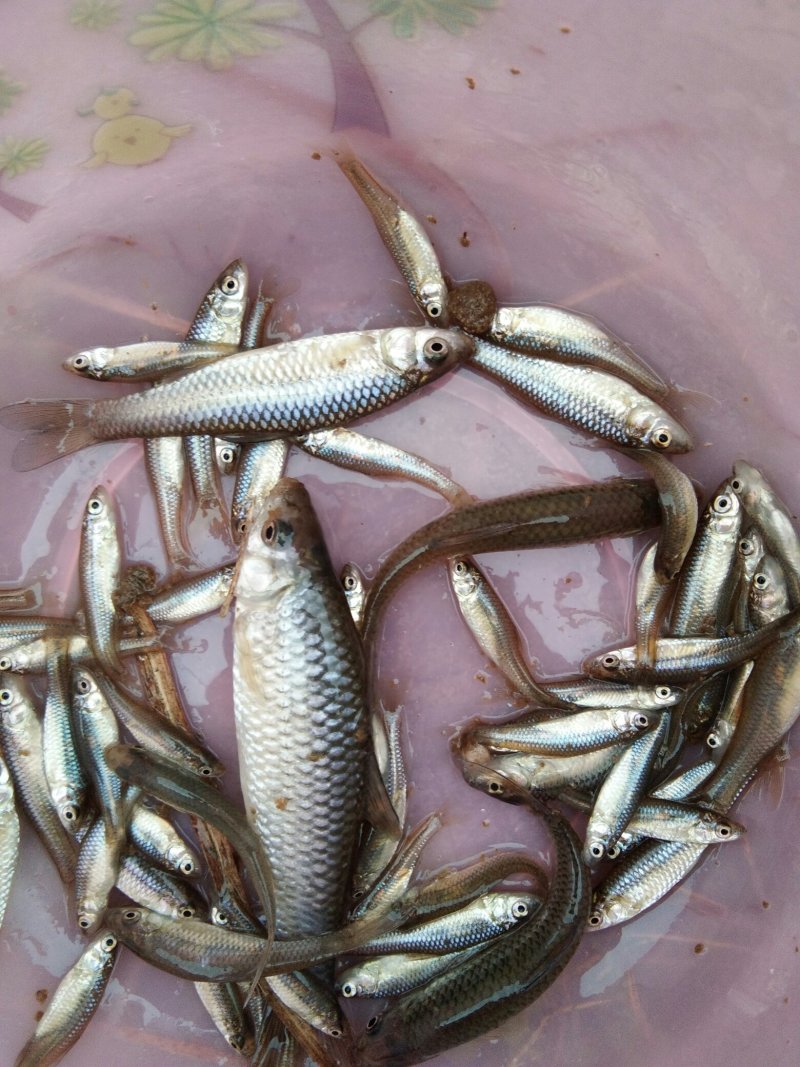 麦惠鱼鱼干