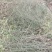野生节节草