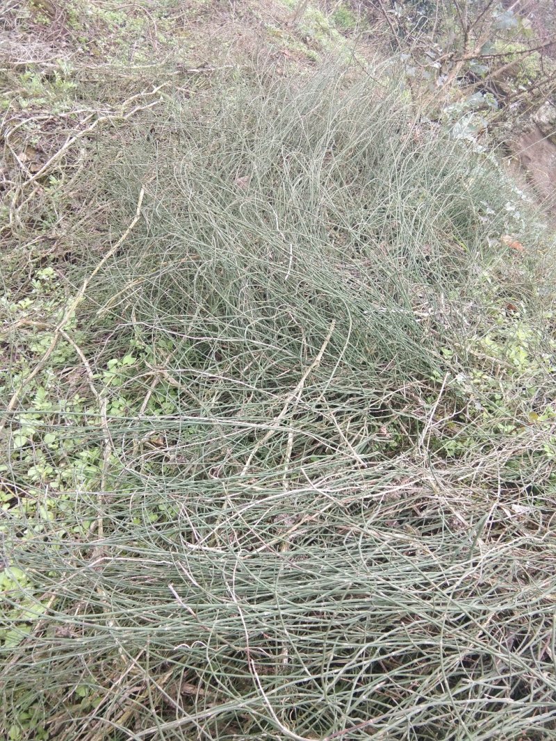 野生节节草