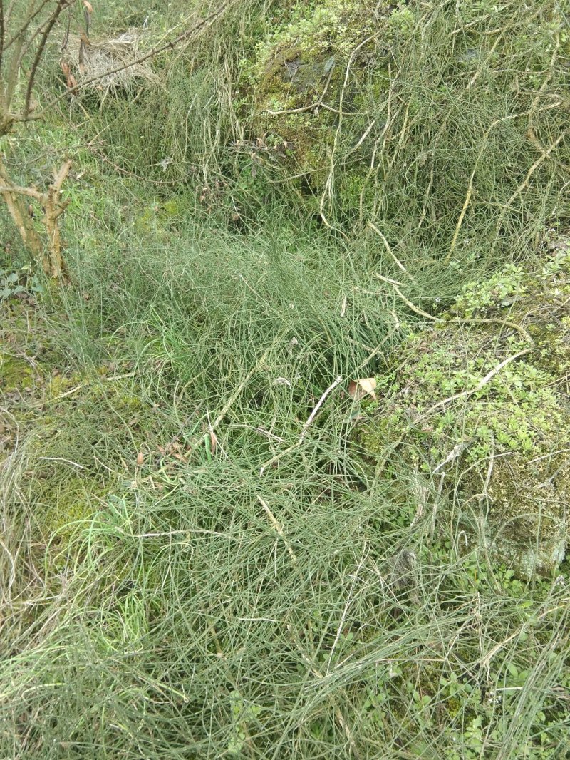 野生节节草