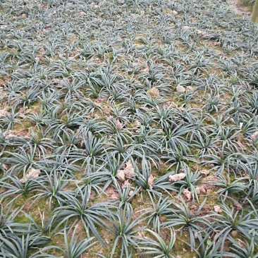 玉龙草