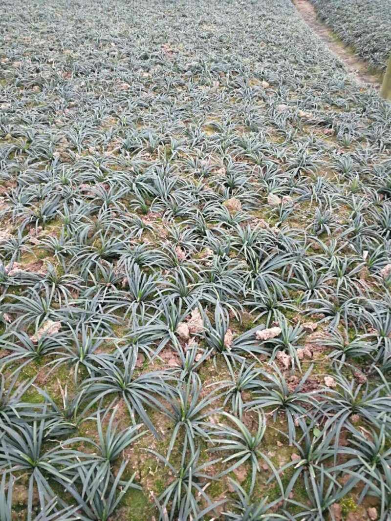 玉龙草