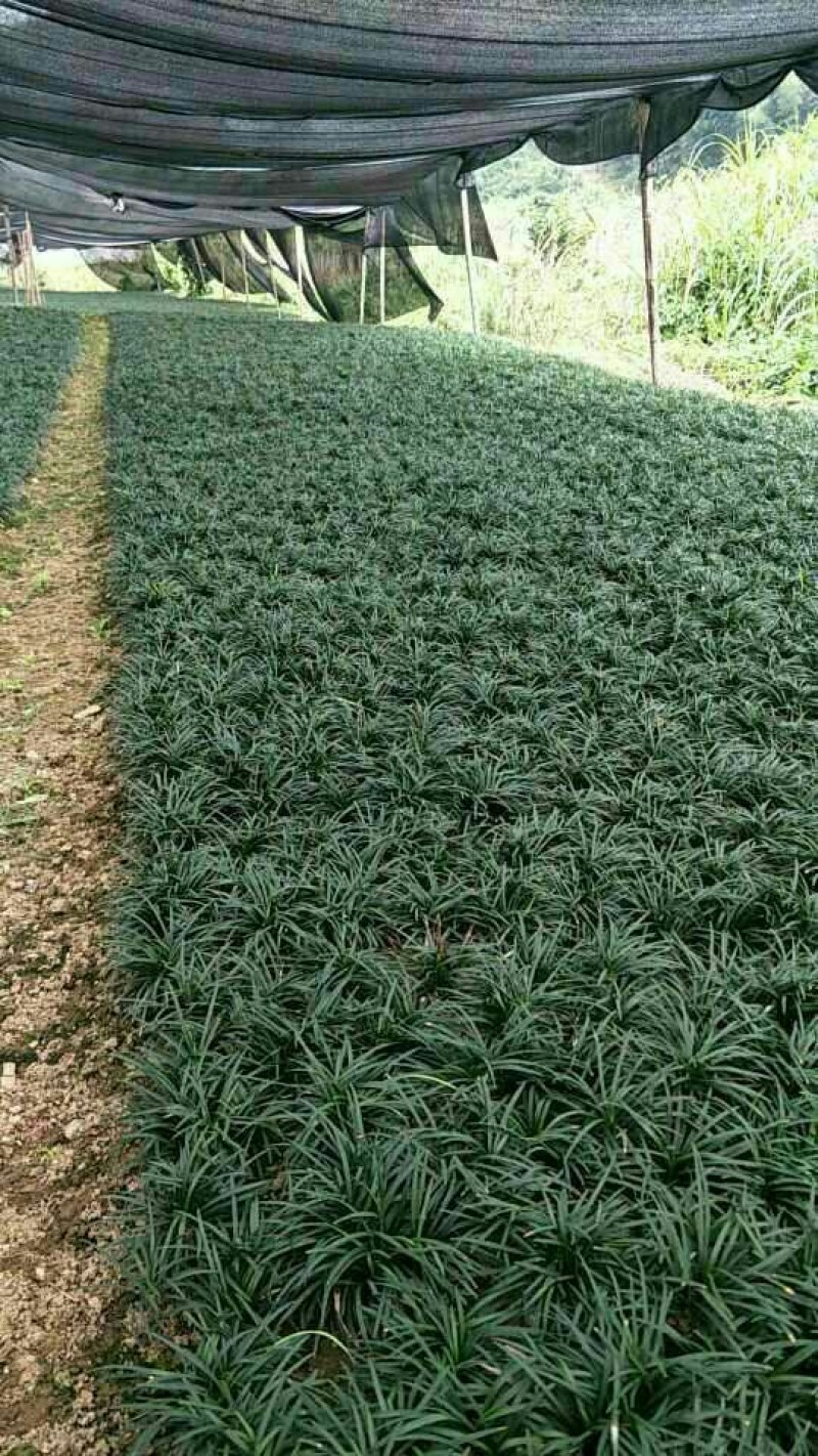 玉龙草