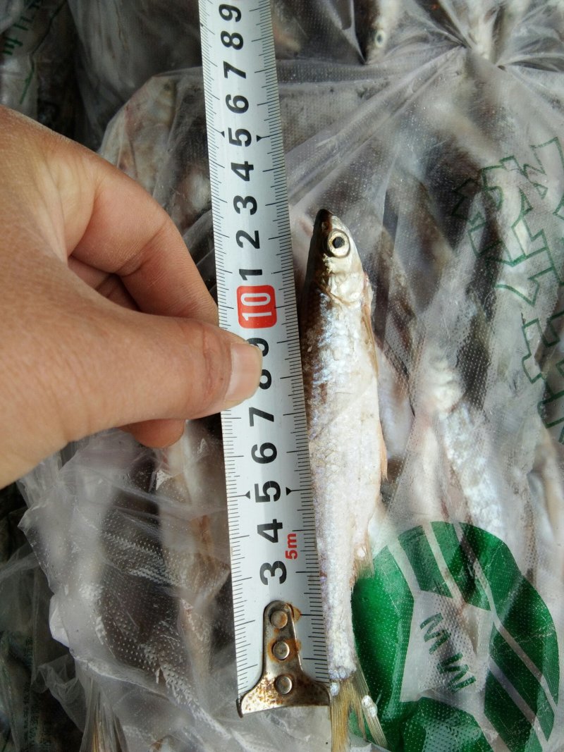 白条鱼