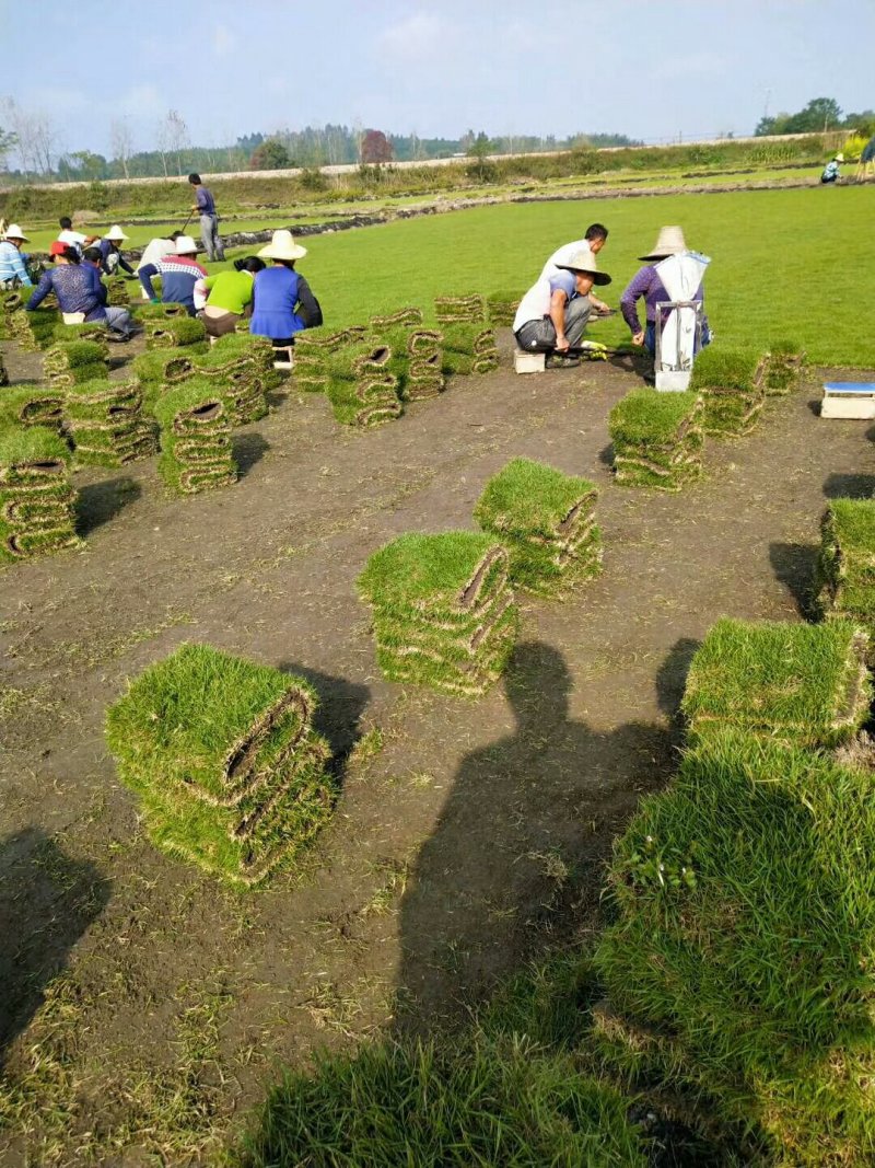 马尼拉，台湾草