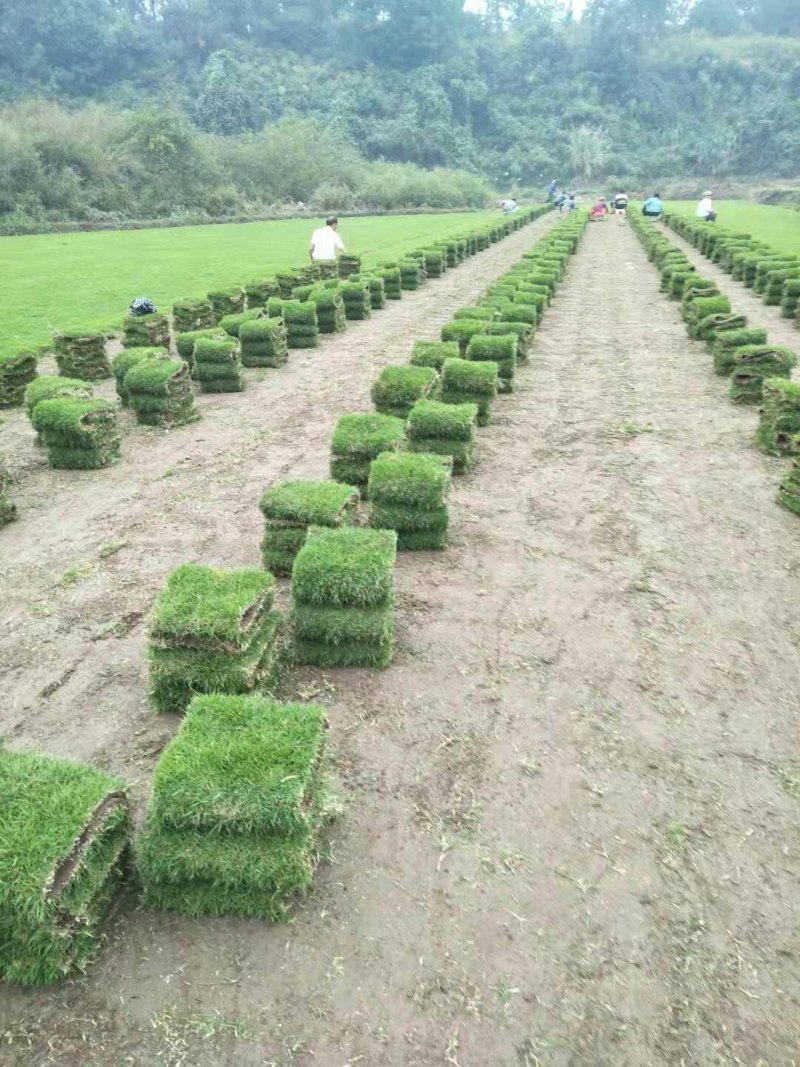 马尼拉，台湾草