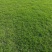 马尼拉，台湾草