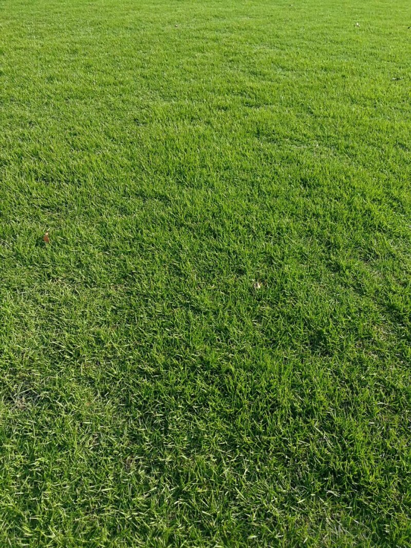 马尼拉，台湾草
