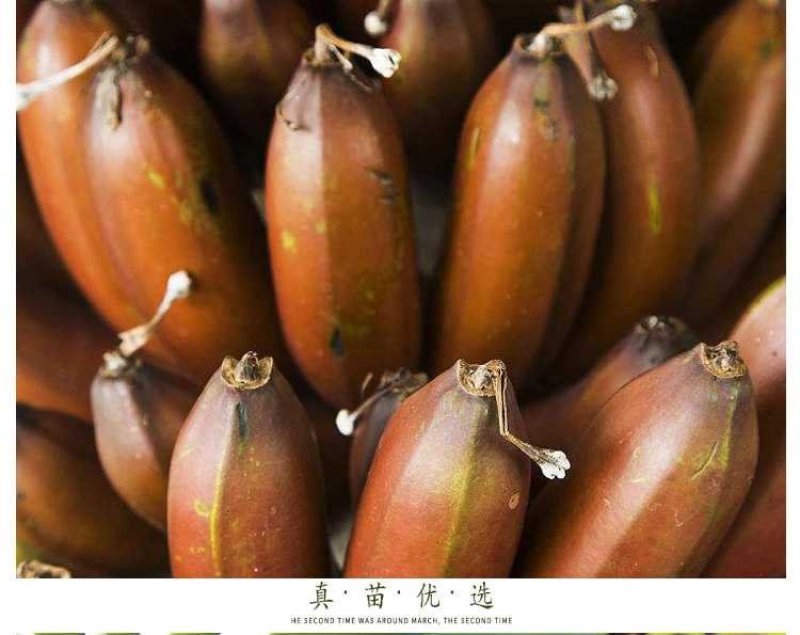 红香蕉苗，正宗红香蕉