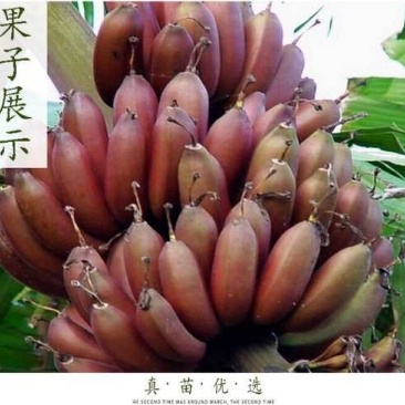 红香蕉苗，正宗红香蕉