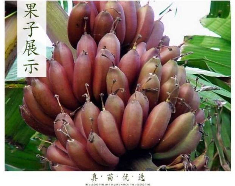 红香蕉苗，正宗红香蕉