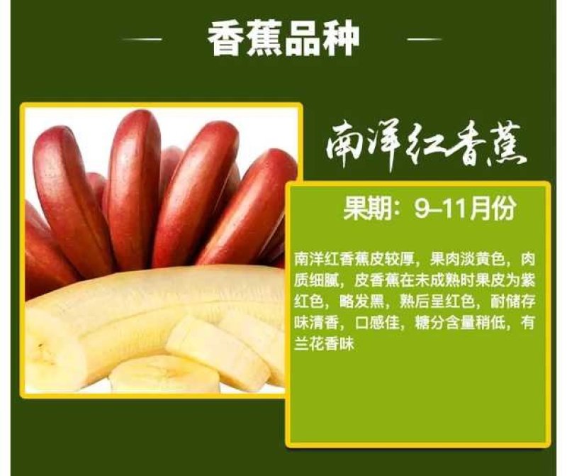 红香蕉苗，正宗红香蕉