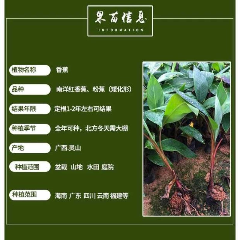 红香蕉苗，正宗红香蕉