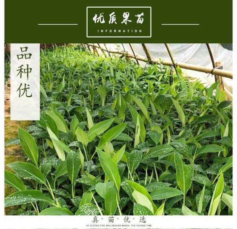红香蕉苗，正宗红香蕉