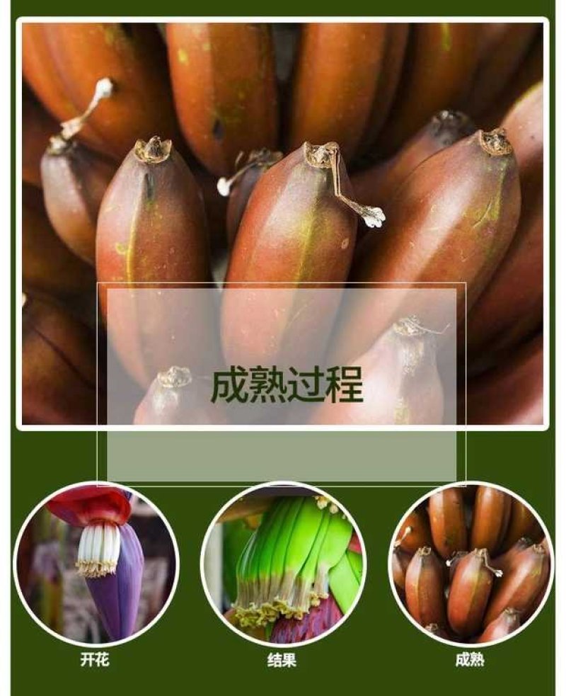 红香蕉苗，正宗红香蕉