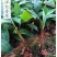 红香蕉苗，正宗红香蕉