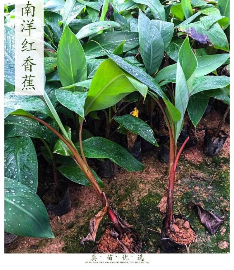 红香蕉苗，正宗红香蕉