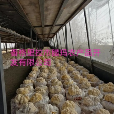 食用菌鲜货
