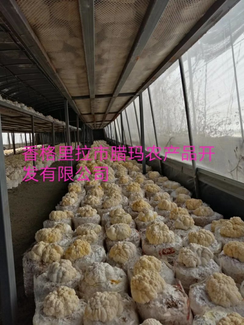 食用菌鲜货