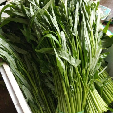 精品徐闻空心菜，产地直销，量大从优，欢迎订购