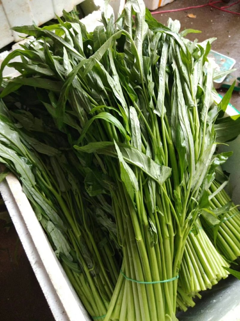 精品徐闻空心菜，产地直销，量大从优，欢迎订购