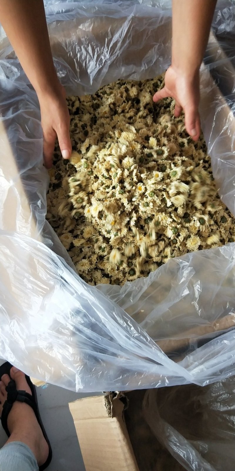 黄山贡菊，七月菊，北京菊，金丝皇菊，新货上市，量大批发