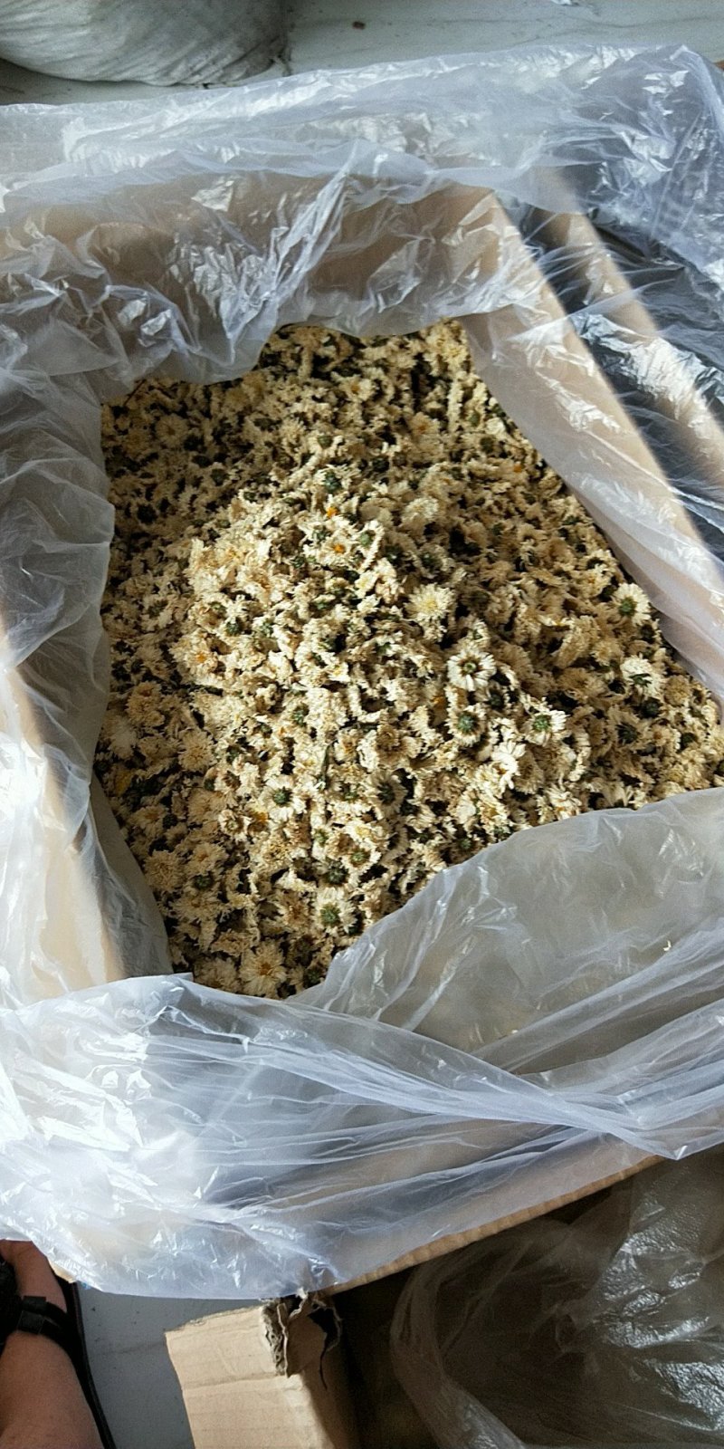 黄山贡菊，七月菊，北京菊，金丝皇菊，新货上市，量大批发