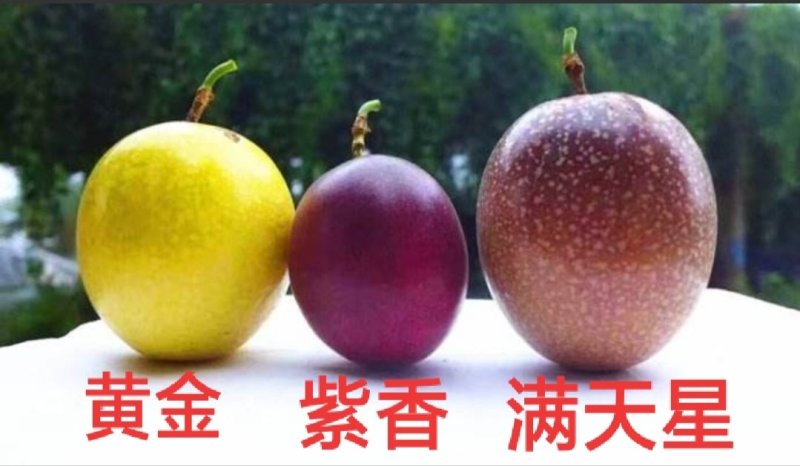 紫香，百香果苗20～30cm高，种植六个月结果