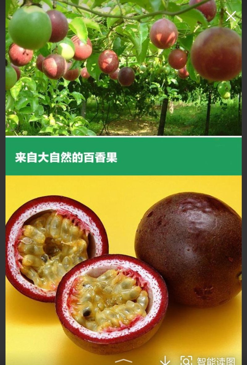 紫香，百香果苗20～30cm高，种植六个月结果