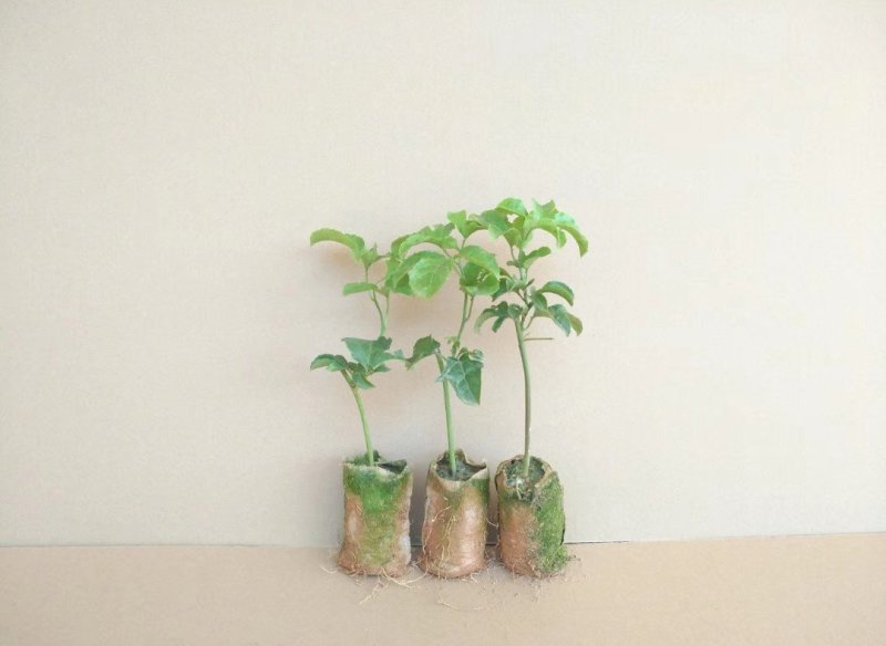 紫香，百香果苗20～30cm高，种植六个月结果