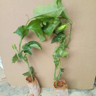 紫香，百香果苗20～30cm高，种植六个月结果