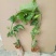 紫香，百香果苗20～30cm高，种植六个月结果