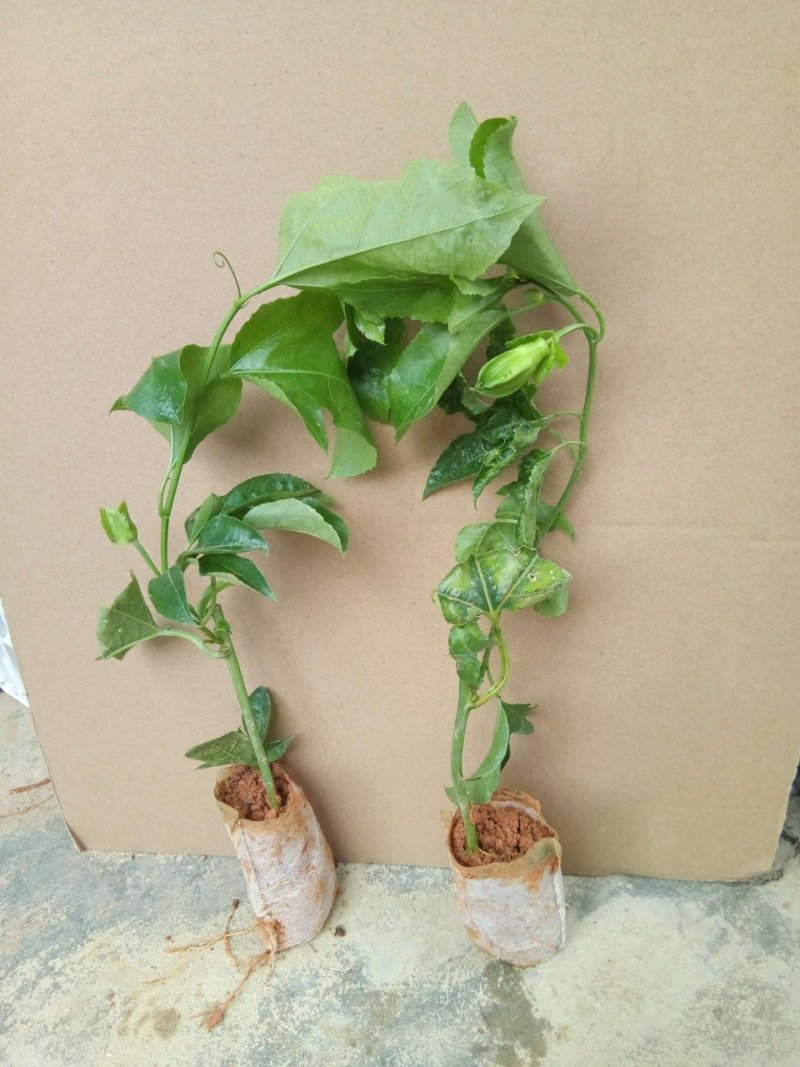 紫香，百香果苗20～30cm高，种植六个月结果
