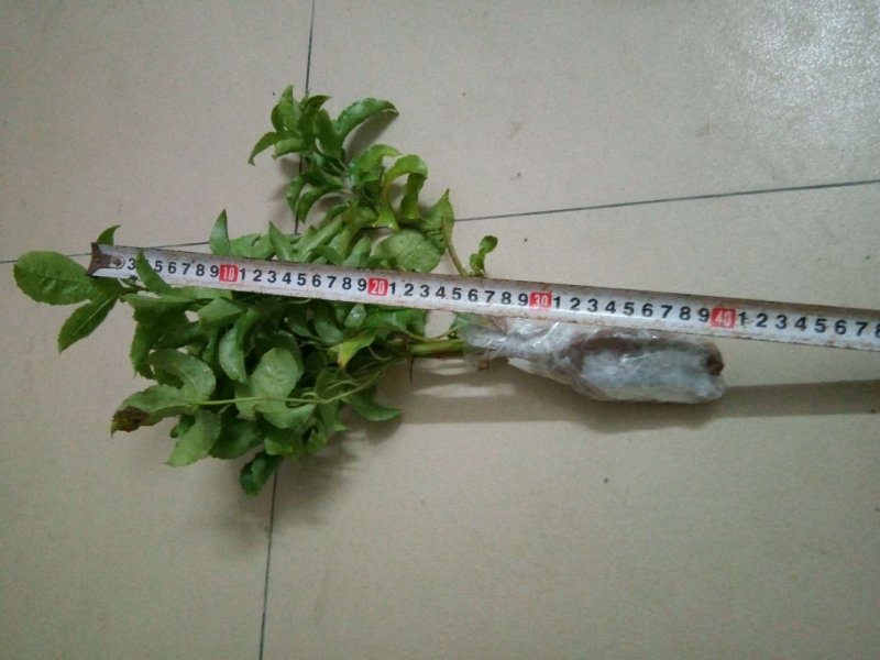 紫香，百香果苗20～30cm高，种植六个月结果