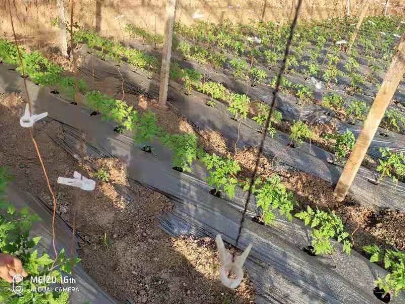 定制带孔地布，打孔地布，防草地布抗老化多年防草