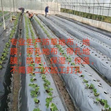 定制带孔地布，打孔地布，防草地布抗老化多年防草
