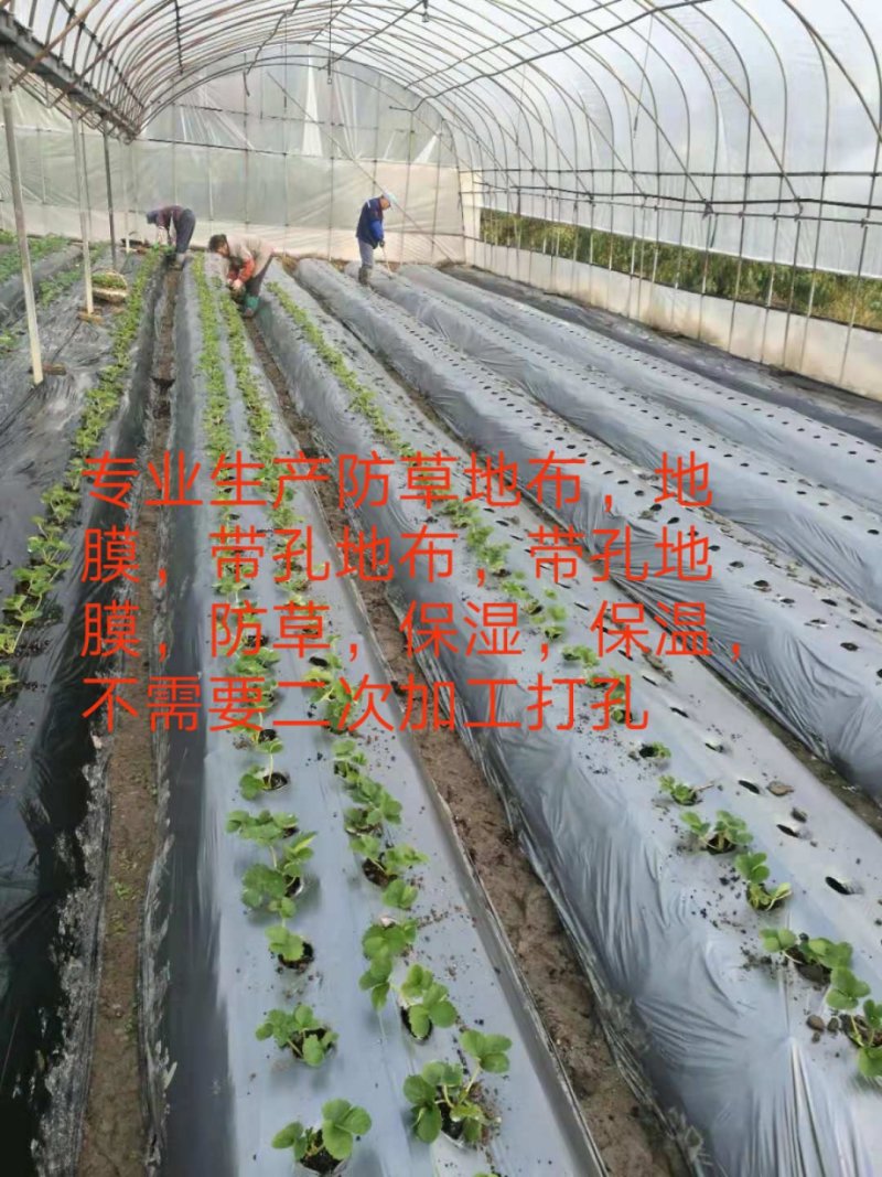 定制带孔地布，打孔地布，防草地布抗老化多年防草