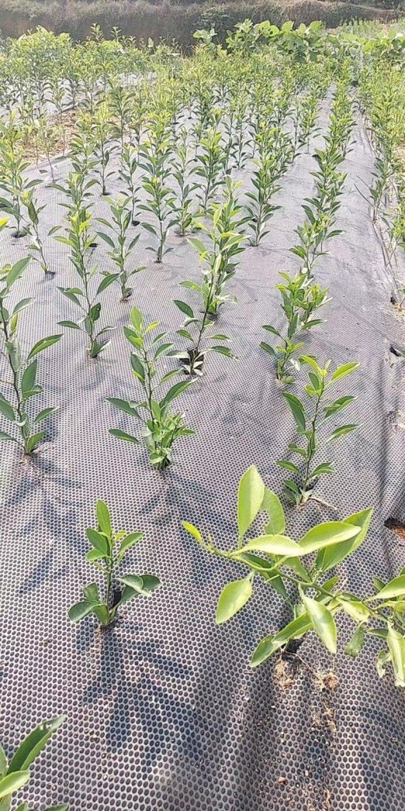 定制带孔地布，打孔地布，防草地布抗老化多年防草