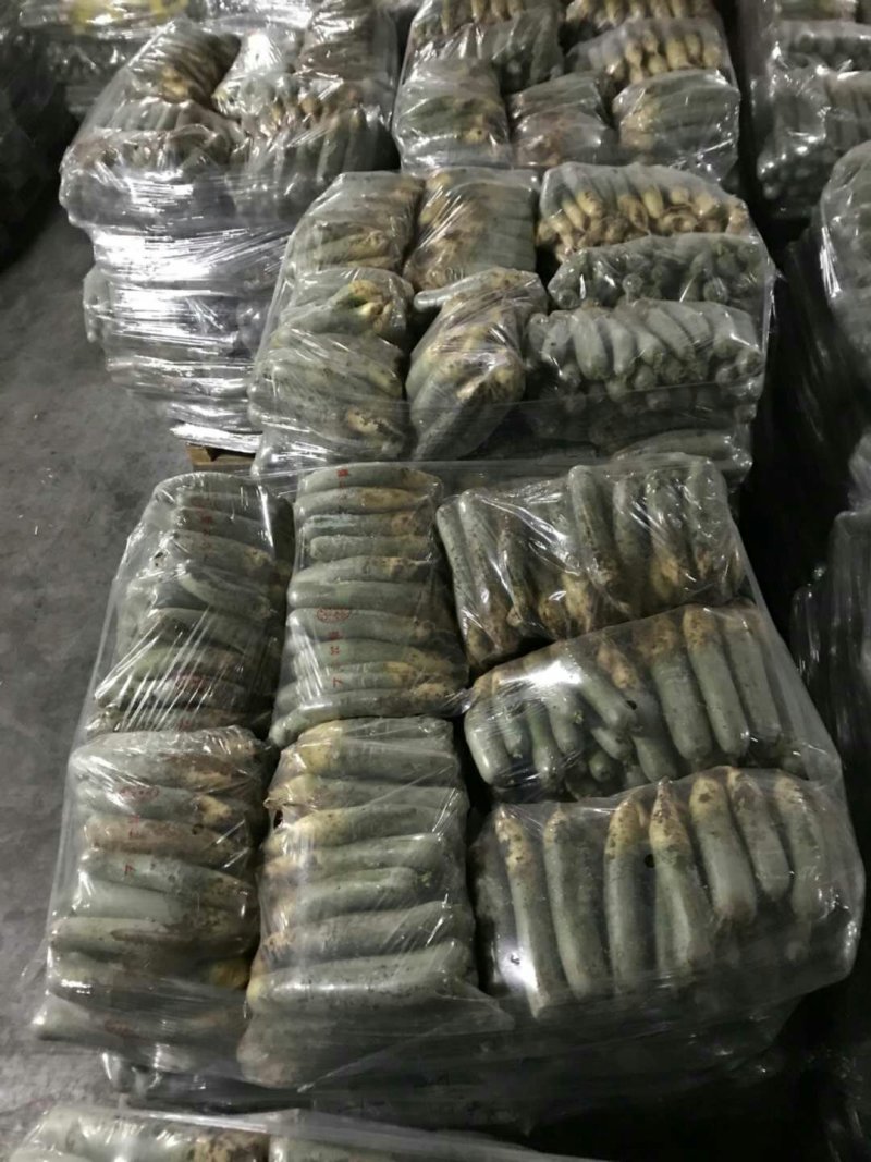 青萝卜，潍县青萝卜精品，脆甜多汁，基地直供一手货源