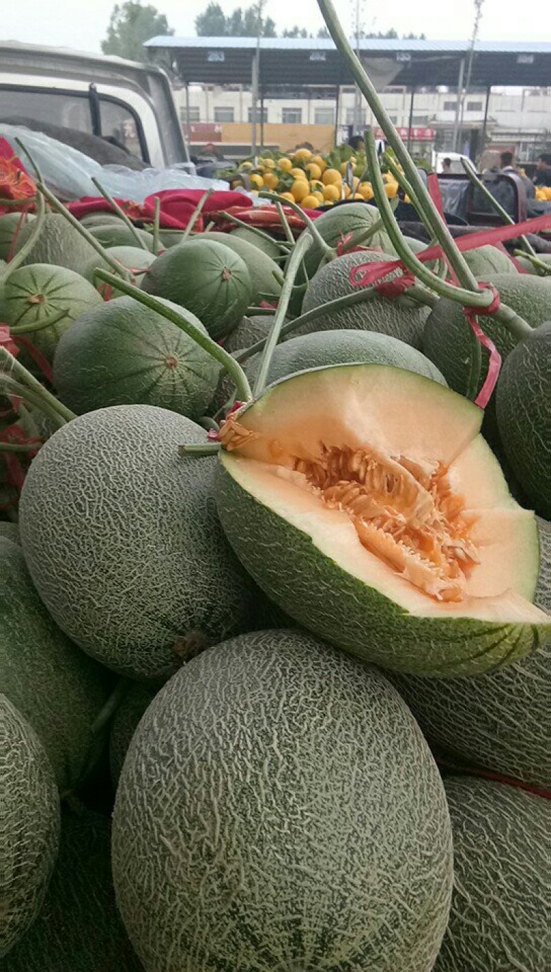 玉姑甜瓜，价格便宜，质量好货源充足