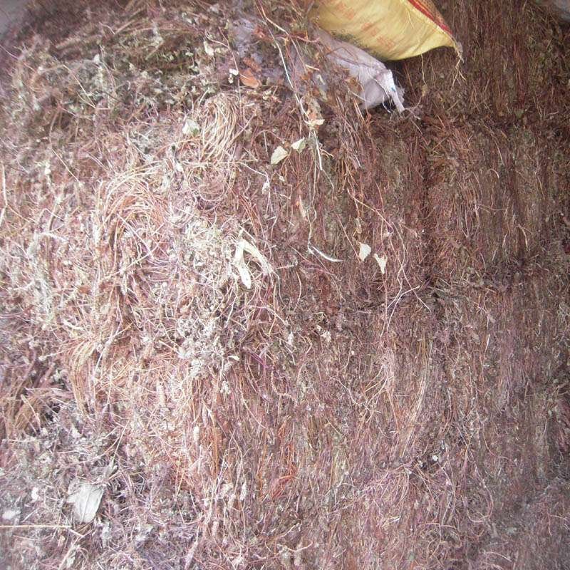 四川野生夏枯草带球全草好货顺草捆把，茶饮药用两相宜