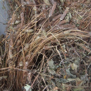 四川野生夏枯草带球全草好货顺草捆把,茶饮药用两相宜