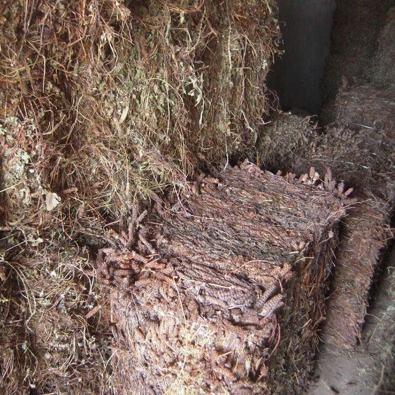 四川野生夏枯草带球全草好货顺草捆把，茶饮药用两相宜