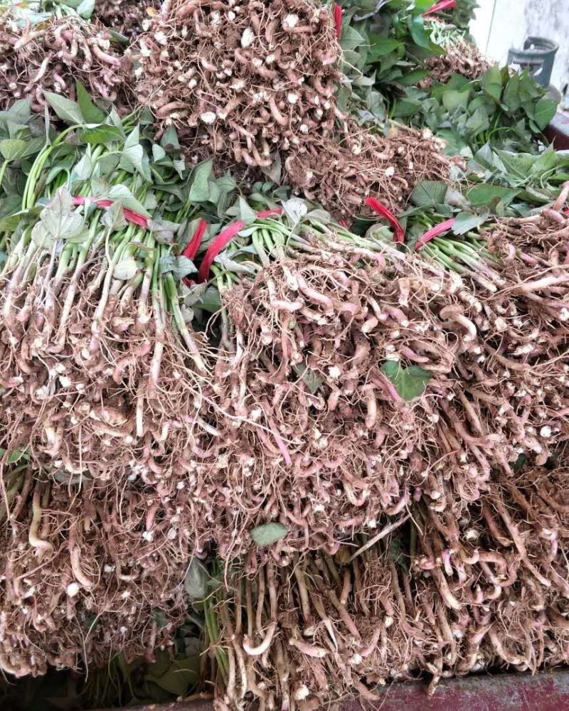 河南优质脱毒原种商薯19红薯苗，一手货源，产地直供