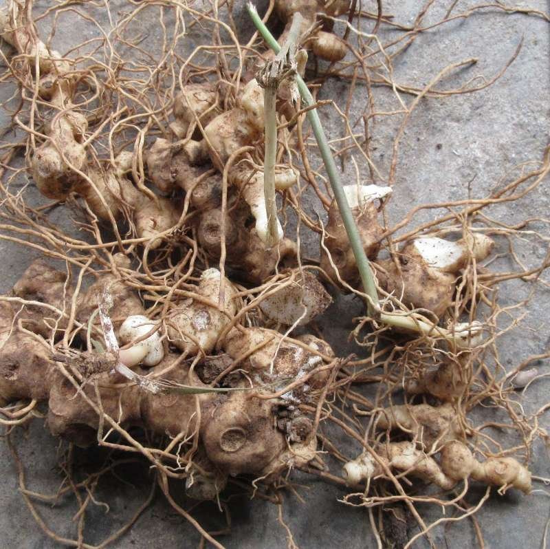四川姜型多花不倒苗甜黄精种茎，块茎，现挖现发，保证芽头